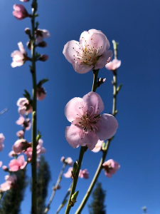 peach tree bloom