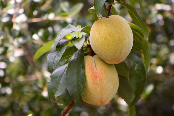 Peach Tree fruit