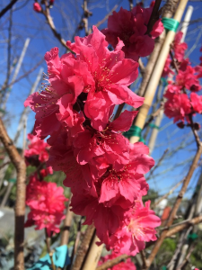 red baron peach tree bloom