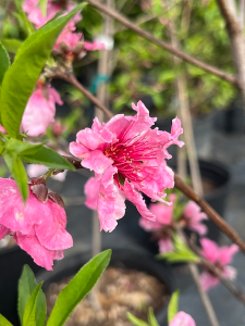 spring peach tree flower