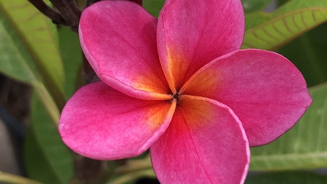 Fragrant Plumeria pink bloom
