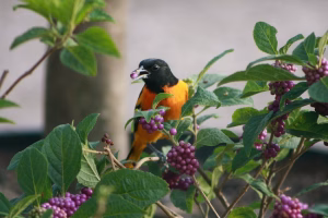 Bird eating American beautyberry purple berries at Vivero Growers Nursery