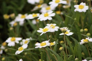 Texas native Blackfoot Daisy white blooms in drought tolerant ATX garden