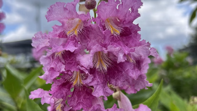 Chitalpa 'El Nino' Desert Orchid Tree purple bloom in Austin Tx landscape