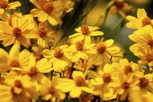 Fragrant yellow blooms of Copper Canyon Daisy Texas native in Austin Tx