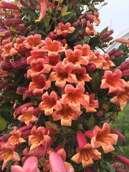 Orange-red Crossvine flowers climbing a fence in a Central Texas landscape