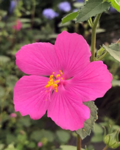 Close-up of pink Rock Rose (Pavonia lasiopetala) flowers in an Austin Hill Country garden