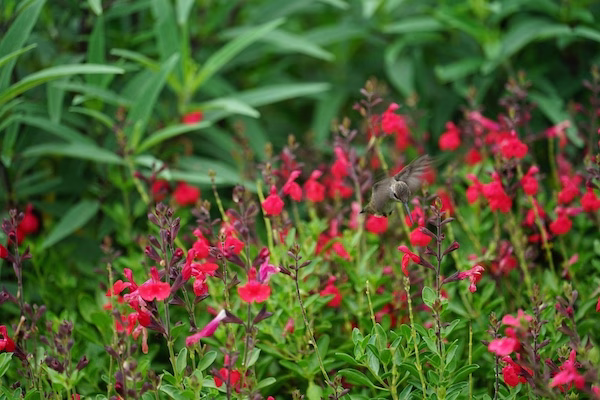 pollinator-garden-butterflies-hummingbirds-austin.webp Water-wise Austin landscape featuring Texas native perennials and grasses
