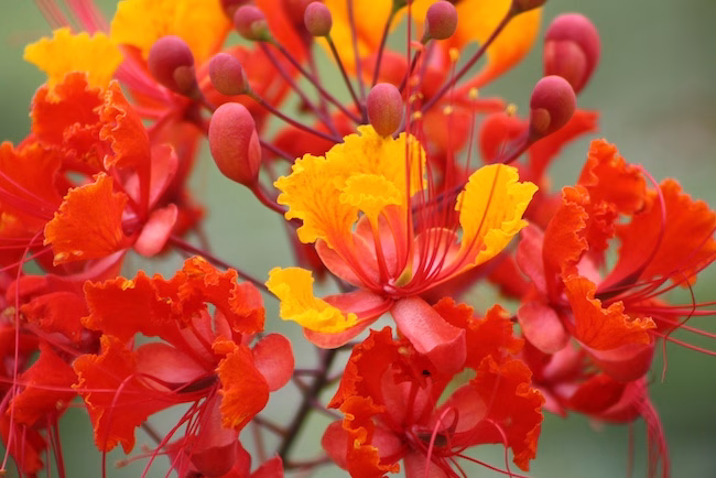 Pride of Barbados Drought tolerant heat loving red and orange blooms