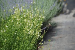 Top 10 Texas native perennials grown at Vivero Growers Nursery in Austin