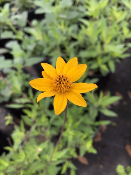 Golden-yellow Zexmenia (Wedelia acapulcensis var. hispida) thriving in full-sun Austin garden