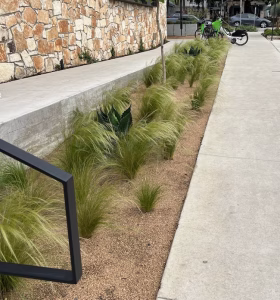 Mexican Feather Grass (Nassella tenuissima) planted in a modern South Lamar landscape in Austin, Texas, showing its delicate, flowing texture.