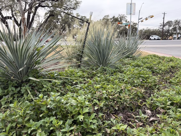 Desert Spoon Dasylirion wheeleri and Wedelia in landscape on Bee Cave Road