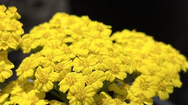 Yellow Yarrow blooming in Austin Texas