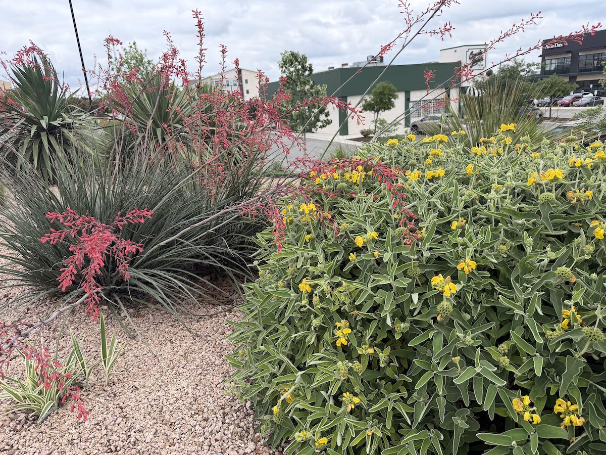 Close-up of bright yellow Jerusalem Sage blooms against silvery foliage at Belterra Village.