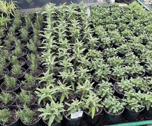 Rows of homegrown Jerusalem Sage starter plants with distinct fuzzy, silvery-green foliage growing in pots at Vivero Growers Nursery.