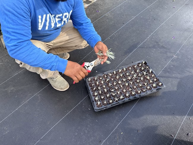propagation-plants-vivero-growers- Nursery professional at Vivero Growers Nursery propagating plants.