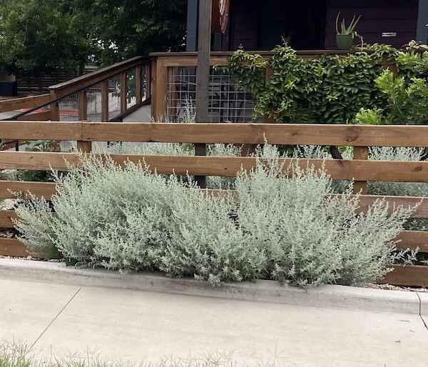 Planting of Artemisia ludoviciana Fredericksburg Prairie Sage used in commercial restaurant landscaping in San Marcos, Texas.
