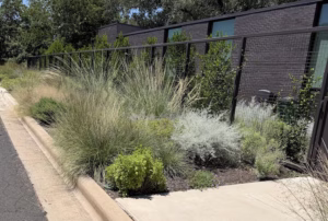 Artemisia Fredericksburg Prairie Sage growing in a native residential landscape in the Zilker neighborhood of Austin, Texas.
