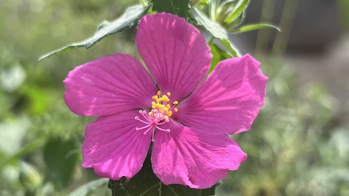 Rock Rose Pavonia Rock Rose Pavonia pink bloom in landscape bed at Vivero Growers Nursery.