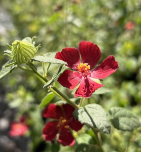 Red Rock Rose Pavonia bloom in central Texas garden