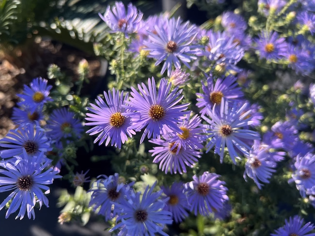 Fall Aster perennial Fall Aster Texas native perennial at Vivero Growers Nursery
