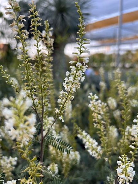 Texas kidneywood tree in full bloom with clusters of fragrant white flowers at Vivero Growers Nursery in Austin.