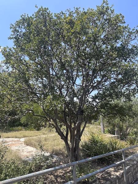 Texas Persimmon tree with smooth gray bark and dark green foliage.